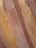 Fibra Natura Raffia Multi
